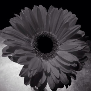 Gerbera Daisy
