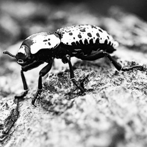 Ironclad Beetle
