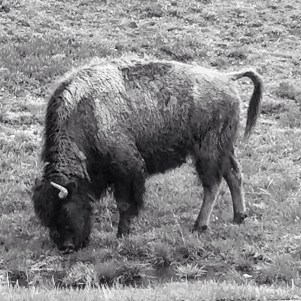 Bison at Yellowstone