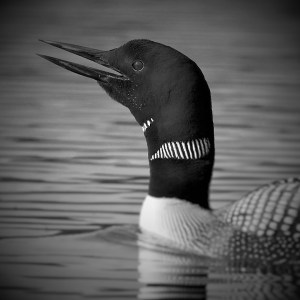 loon