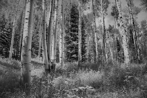Aspens BW