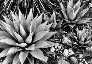Agave