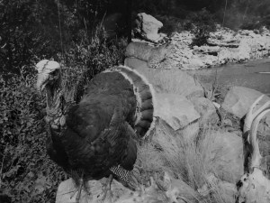 Wild Turkey